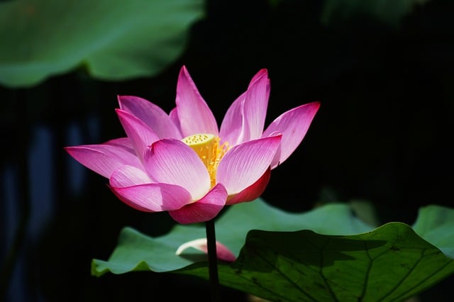 lila lootuksen kukka